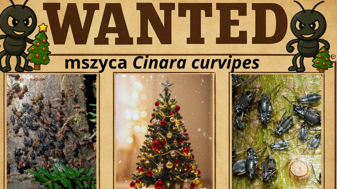 Choinka z niespodzianką. Jeśli ją masz na choince, zawiadom PAN