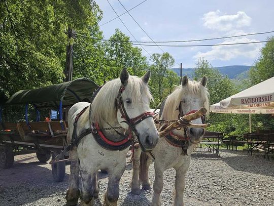 Wycieczka do szczyrku z kuligiem dla dzieci