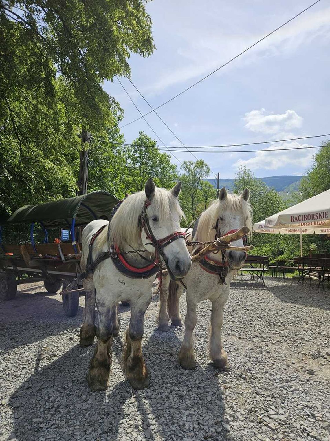 Wycieczka do szczyrku z kuligiem dla dzieci